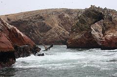 1169-Isole Ballestas,19 luglio 2013